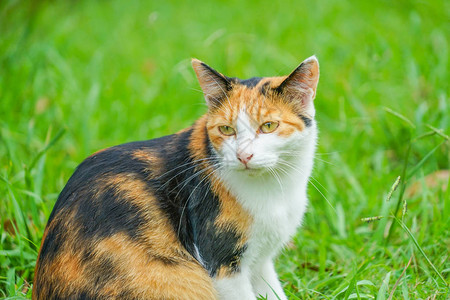 玳瑁猫栖息在大草原图片