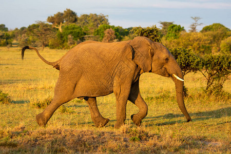 非洲大象跑过草原的灌木丛图片
