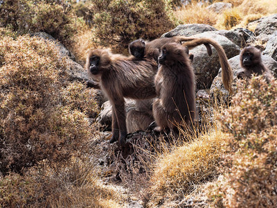 埃塞俄比亚Simien山区TeropithecusgeladaGe图片