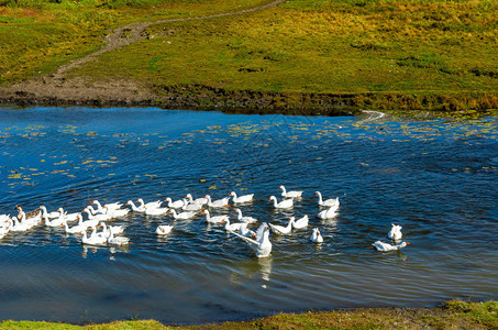 一只白鹅在一群家禽中展翅飞翔在一条小河上漂浮上面有水百合图片
