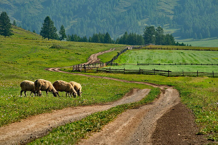 俄罗斯阿尔泰山的高牧场阿尔泰山羊群在雅博干河的落叶松山谷图片