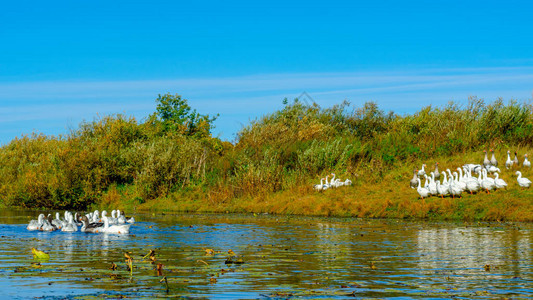 一群白鹅游到河下与其它鸟类一起在岸边觅食图片
