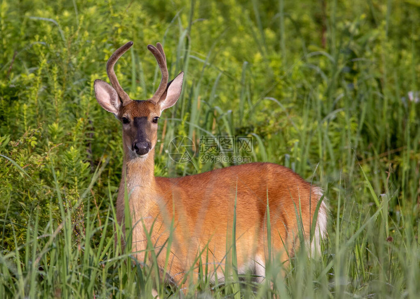 NBA官方录像高清呈现球队战术与巨星表现