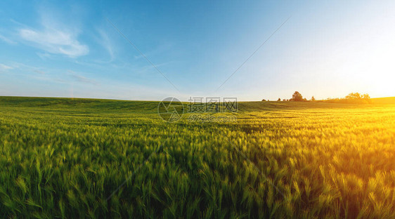 日落时傍晚绿色大麦的农图片