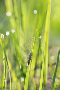 石蝇清早在草地上的翅目图片