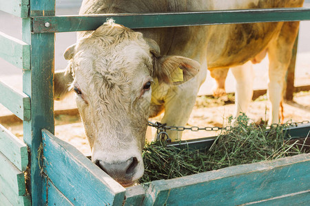 棕色奶牛吃奶牛场马槽里的干草背景图片