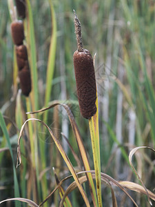 芦苇钉头植物也称为猫尾芦苇沼泽香肠图片