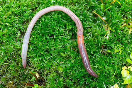 胖男生冰箱旁狂吃形象照片  |蚯蚓蚯蚓,肥插画  |平面创意家居运动