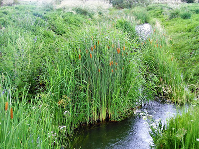 Reed在河边的图片