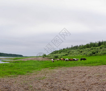 厚的雅库特畜牧马群在森林附近的维柳伊河以北海岸放牧图片