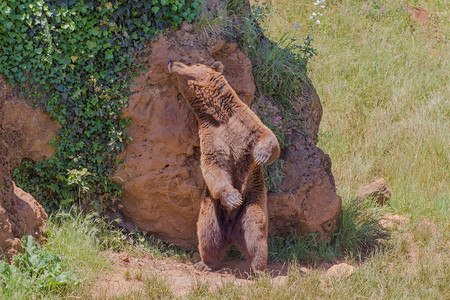 棕熊Ursusarktos站在后腿上用石头抓背图片