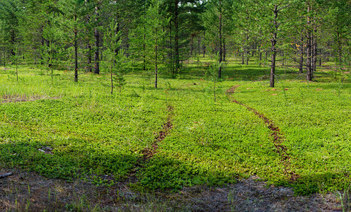 汽车在青春的草地上留下过量的痕迹林野图片