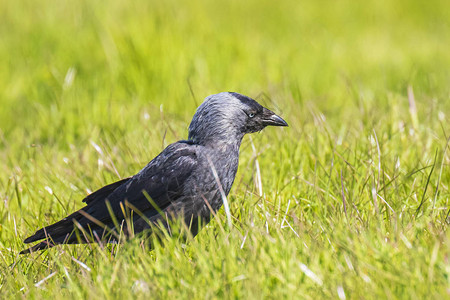 在阳光明媚的一天在绿草中觅食一只西部杰克道鸟ColoeusMonedul图片