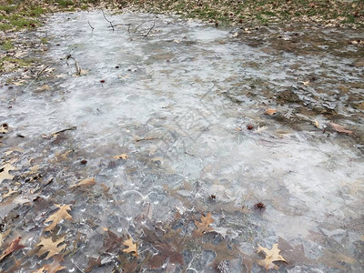 冬天用树叶和草结冰的水或冰图片