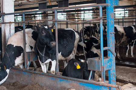 农业农业和畜牧业概念奶牛群在奶牛场的图片