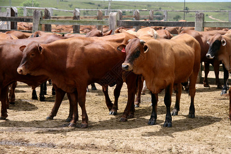 在巴伊亚南部的Eunapolis市的一个牧牛场上看到动物图片