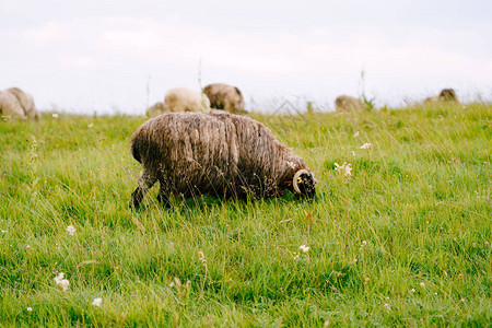 在绿地上放牧的羊非常毛羊图片