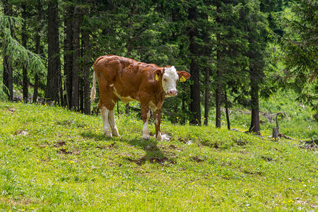 高山草原上一头小牛的肖图片
