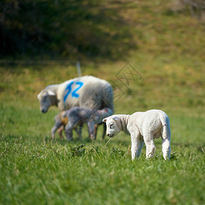 春天草地上刚出生的小羊羔图片