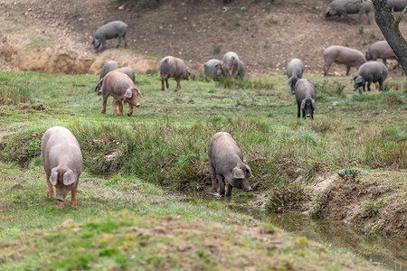 猪 牛在农村吃草的伊比利亚猪背景