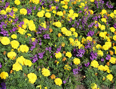 夏天花园里有很多黄色和紫色的花图片