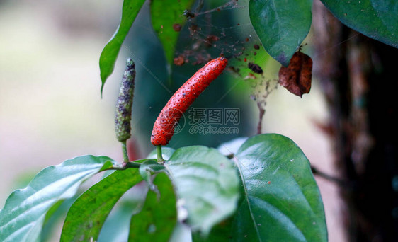 Javanese长胡椒或树上生长的Piper次频图片