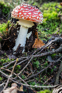 秋季森林地面上的毒伞菌图片