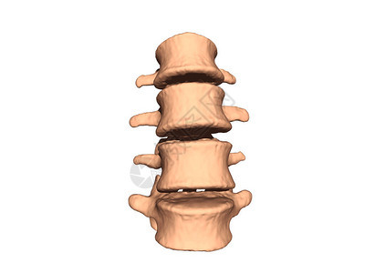 有骨头和软骨的脊椎图片