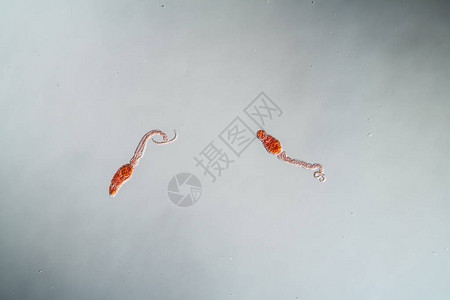 血吸虫毛蚴100x图片素材