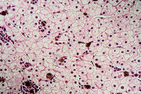 具有肝细胞的Axolot两栖动图片