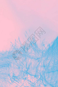 淡粉色背景上的淡蓝色蓬松蒲公英细节图片
