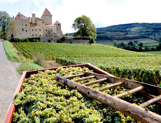 在法国勃根迪的米勒城堡葡萄园附近新摘葡萄图片