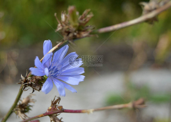 矢车菊花孤独地绽放图片