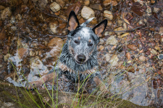 AustraliaCatalDogPuppy蓝皮人站立起来图片