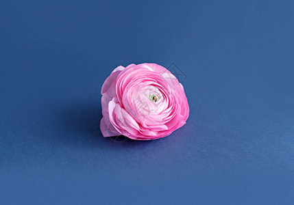 粉红色的花朵蓝色背背景图片