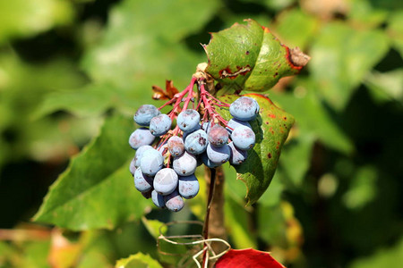 俄勒冈葡萄或马霍尼亚常青灌木花生植物背景图片