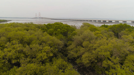 在连接Java和Madura群岛的马杜拉海峡上空看到红树林和悬浮电缆桥Suramadu巴亚高海岸大桥与图片