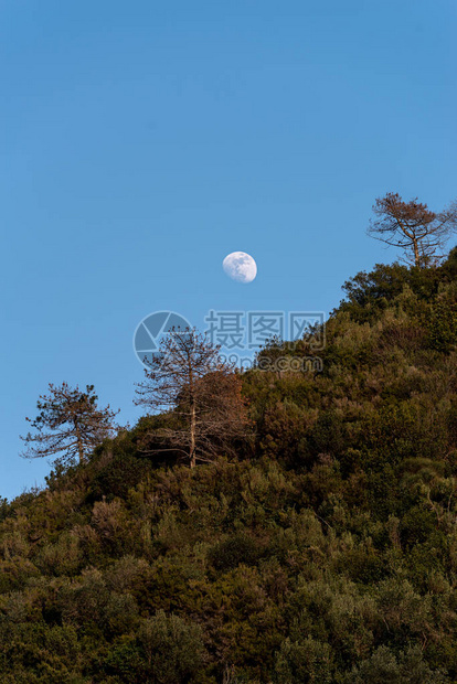 月亮升起在山上的前景树上图片