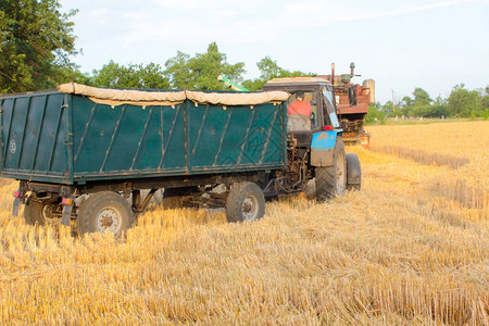 拖拉机起装载到与小麦的联合收割机图片