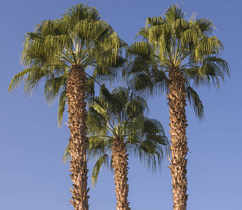 向上仰望蓝天空背景的高大日期棕榈树凤凰形仙人图片