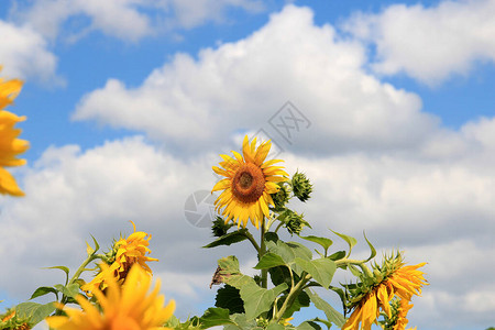 夏末成熟的向日葵骚乱图片素材