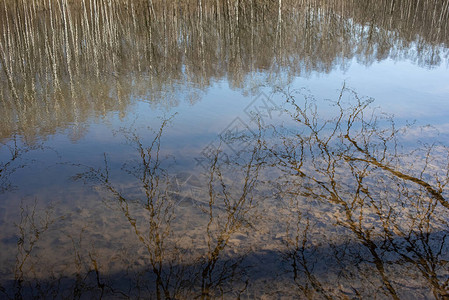 在春季公园的湖边公园中树木背景图片