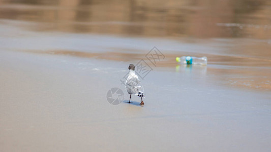 海鸟走在一个扔在沙滩上的塑料瓶旁边图片