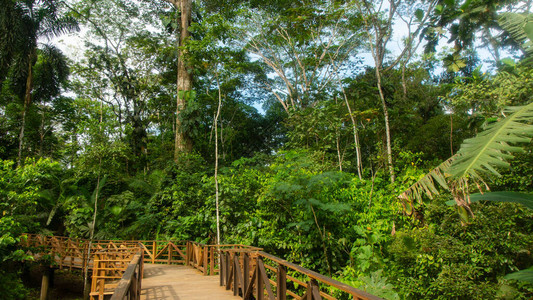在绿植被背景的亚马孙区域森林中图片