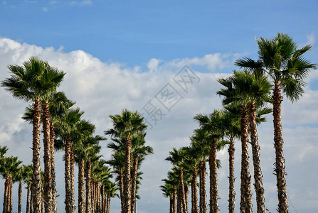 俄罗斯索契公园棕榈胡同图片