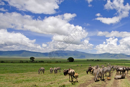 在肯尼亚的稀树草原上图片