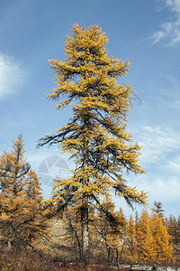 西伯利亚落叶松与橙色针在秋天反对蓝天图片