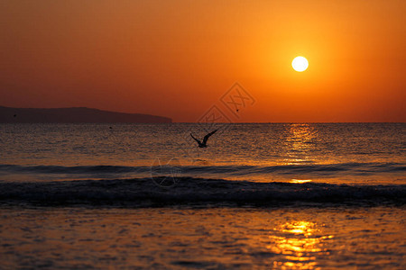 海面的金色日落海滩观红太阳背景下的鸟儿轮廓放松和休息的概念图片