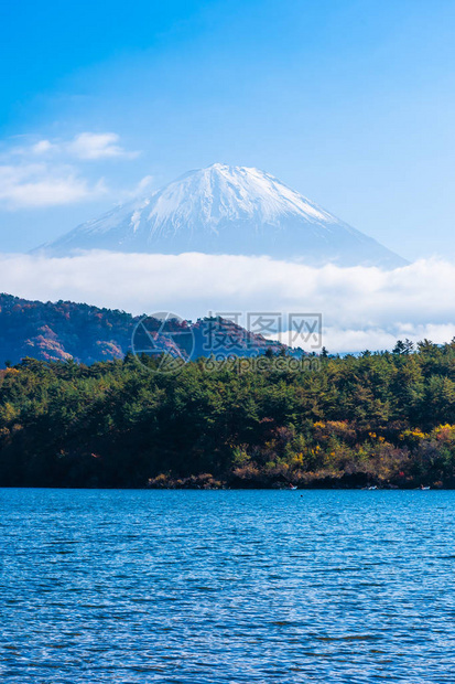 日本秋季天湖周围有青木叶树的美图片