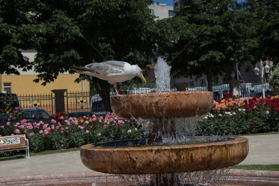 玫瑰园喷泉旁的海鸥图片